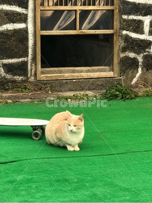 고양이,보드,초록색,노란색,길고양이,문