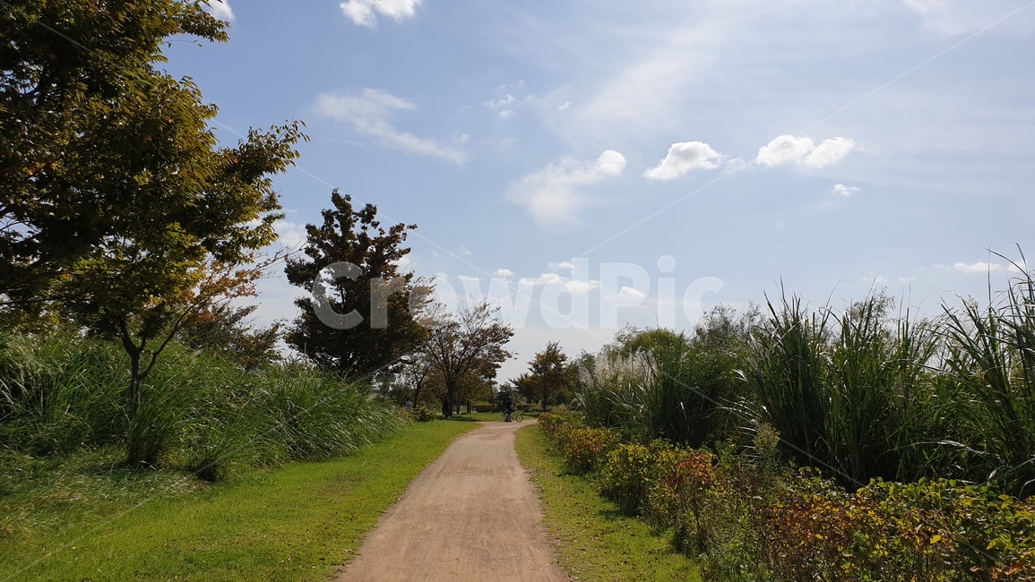 나무,식물,자연,하늘,도로,자연,풍경,nature,landscape,fir,전나무,plant,tree,road,outdoors,옥외