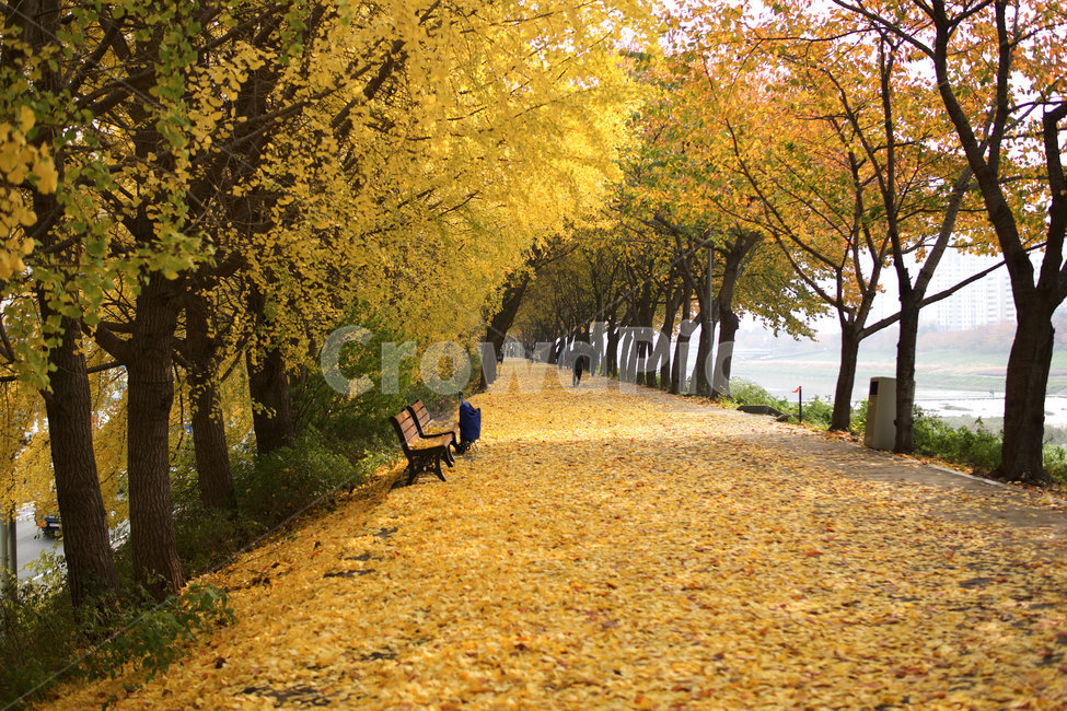 bench,벤치,tree,나무,plant,treetrunk,가을,은행,가을,계절,fall,autumn,season,furniture,가구,식물,tree trunk,나무 줄기