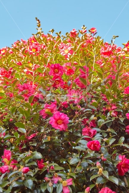 제주도,동백꽃,꽃,여행,감성,포토,사진,스냅,traval,식물,자연,plants,nature,꽃,flower