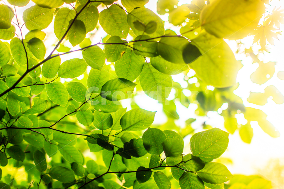 초록,빛,나무그늘,여름,연두,나무잎,숲,식물,자연,plants,nature,휴식,힐링,rest,relaxation,healing