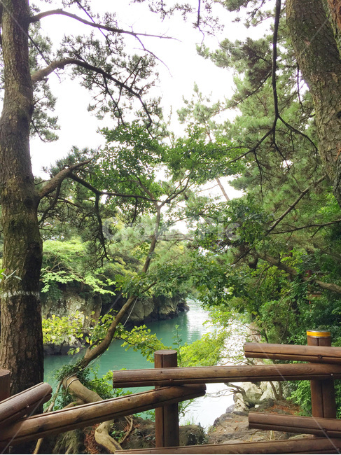 제주도,바다,호수,쇠소깍,자연,숲,자연,풍경,nature,landscape,tree,나무,plant,식물