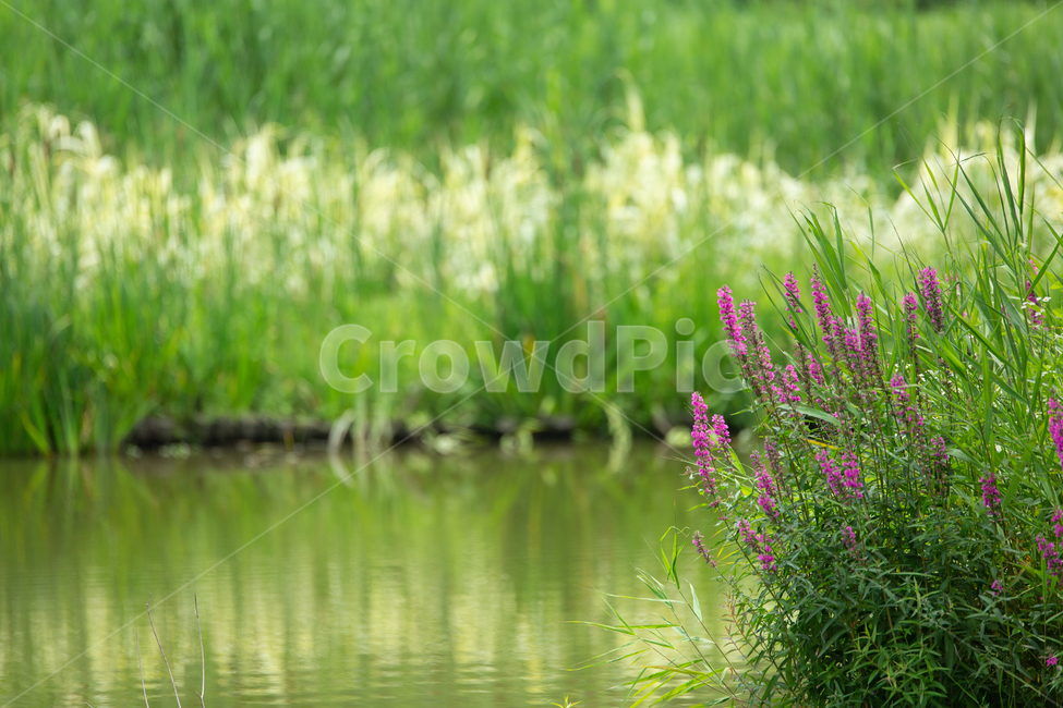 부처꽃,자연,식물,꽃,flower,water,물,식물,자연,plants,nature