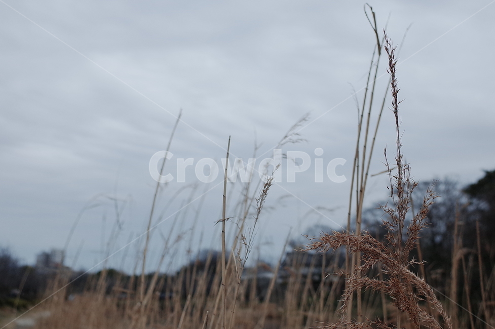 grass,plant,식물,lawn,잔디,reed,갈대