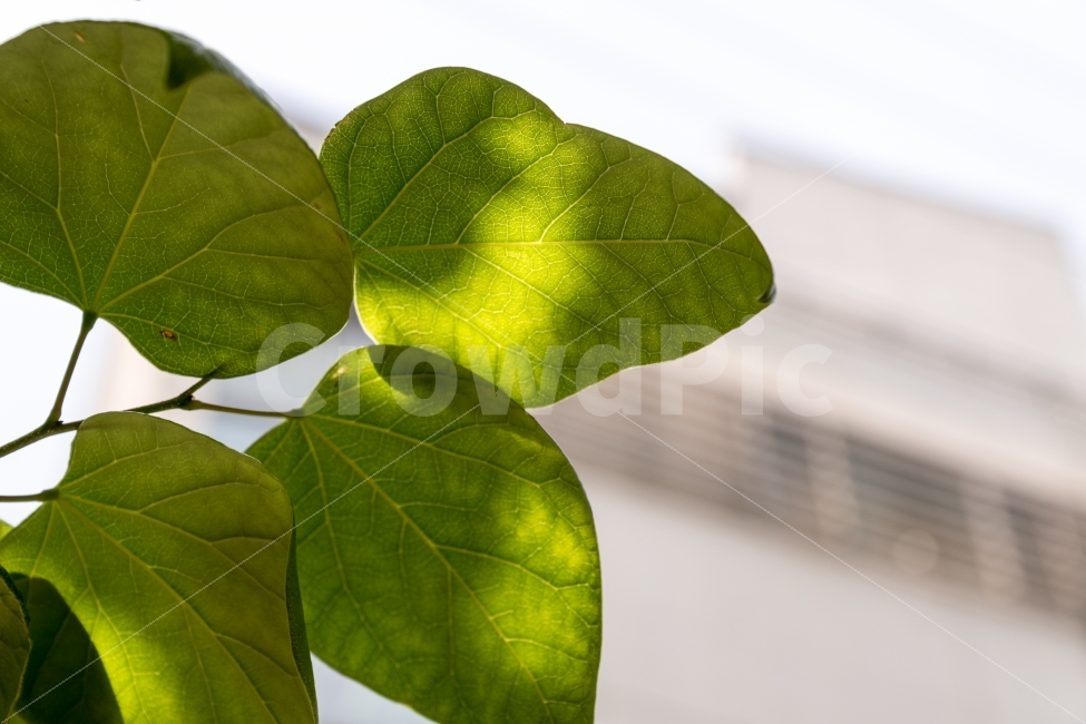 나뭇잎,식물,빛,이파리,잎,나무,그물,식물,자연,plants,nature