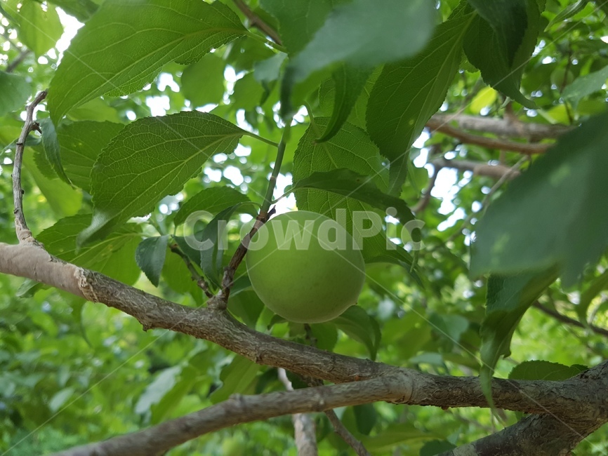 매실나무,초록매실,매실,열매,녹색,식물,연두,과일,열매,fruit