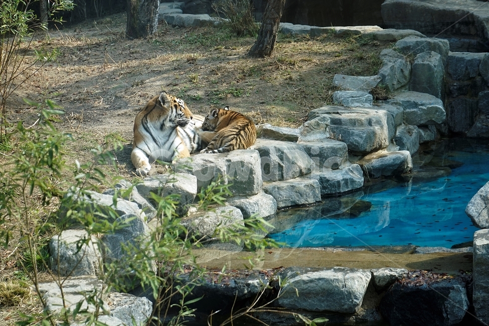 호랑이,동물원,여유,호피무늬,tiger,zoo,beast,predator,호피,동물,animal,포유류,mammal