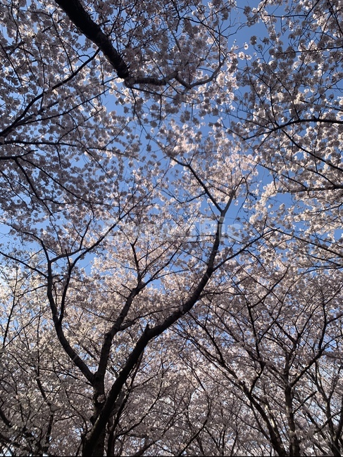 벛꽃,벚나무,봄,꽃,산책길,꽃길,봄,계절,spring,season,plant,식물,flower,blossom