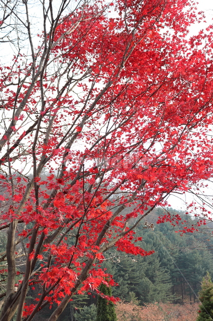 tree,나무,plant,식물,maple,단풍,leaf,잎