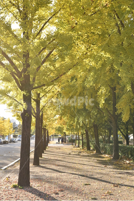 은행나무,은행,단풍,가을,fall,식물,tree,나무,감성,아늑함,노란색,가을,계절,fall,autumn,season,path,통로,plant