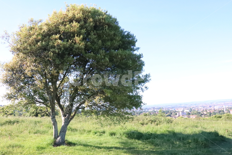 자연,나무,초원,목표,맑음,자연,풍경,nature,landscape,tree,plant,식물,tree trunk,나무 줄기