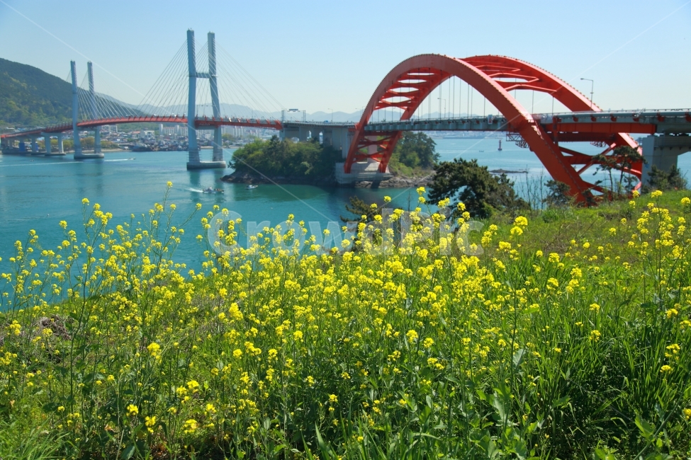 삼천포대교,유채꽃,통영,바닷가,풍경,봄,계절,spring,season,도시,풍경,city,landscape,한국도시풍경,한국도시경관,korea cityscape,식물,자연,plants,nature,꽃,flower,building,건물,architecture,건축물,bridge,다리,arch,아치,arch bridge,아치교,arched,아치형