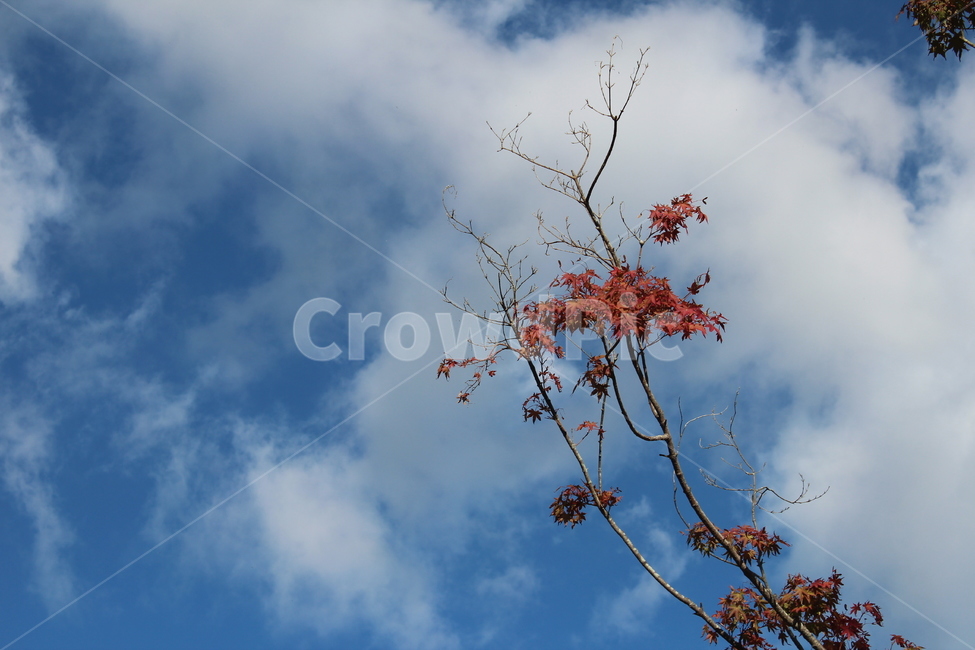 가을,가을하늘,단풍,자연,파란하늘,가을,계절,fall,autumn,season,leaf,잎,plant,식물,tree,나무