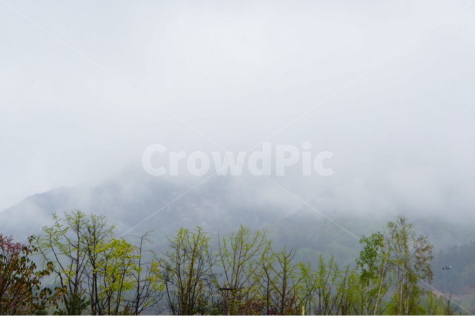 용봉산,흐림,안개,나무,낮,구름,자연,풍경,nature,landscape,weather,날씨,outdoors,옥외