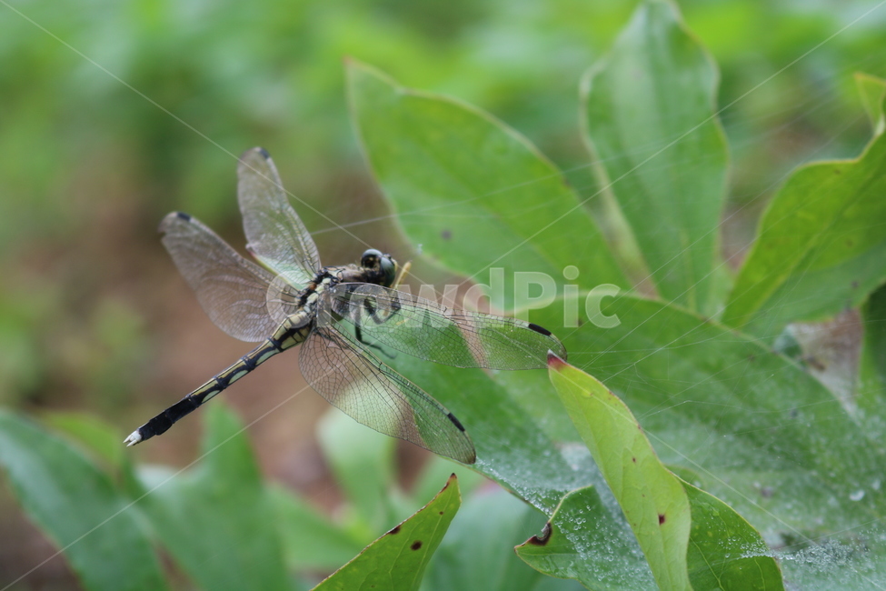 잠자리,왕잠자리,거미줄,잎사귀,풀,곤충,동물,animal,곤충,벌레,insect,bug