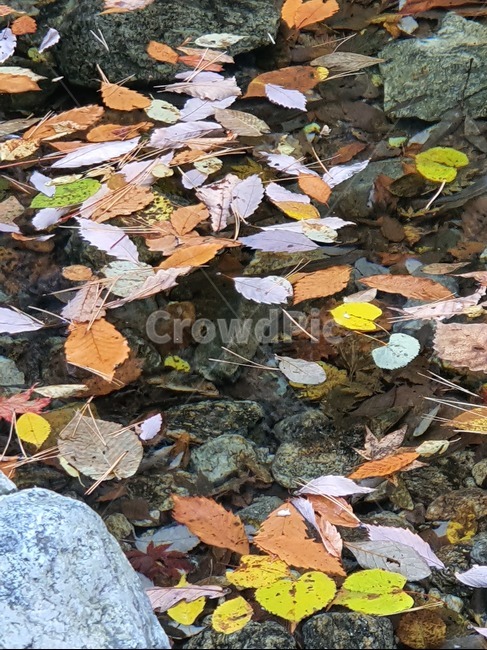 낙엽,계곡,가을,가을산,등산,잎,식물,leaf,plant