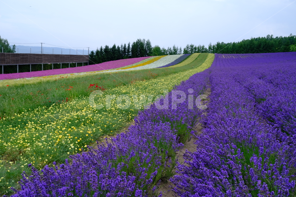 꽃,식물,라벤더,팜도미타,북해도,farmtomita,flower,홋카이도,보라색