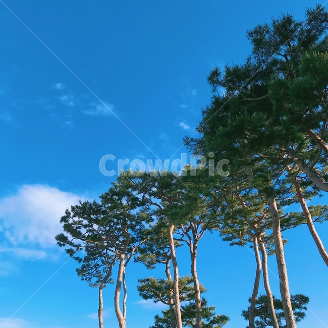 plant,식물,tree,나무,푸른