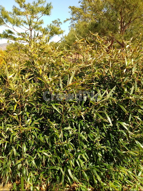 나무,식물,나무가지,tree,treetrunk,대나무,소나무,잎,나뭇잎