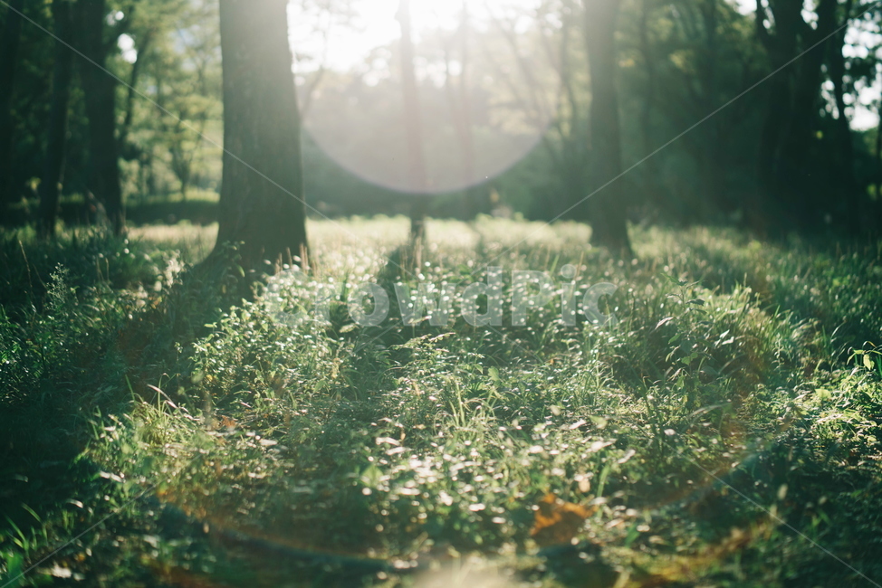 아침,햇빛,빛망울,초록,햇살,자연,풍경,nature,landscape,휴식,힐링,rest,relaxation,healing
