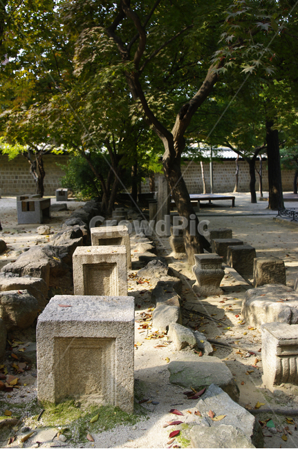유물,덕수궁,고궁,나무,식물,plant,자연,nature,자연,풍경,nature,landscape