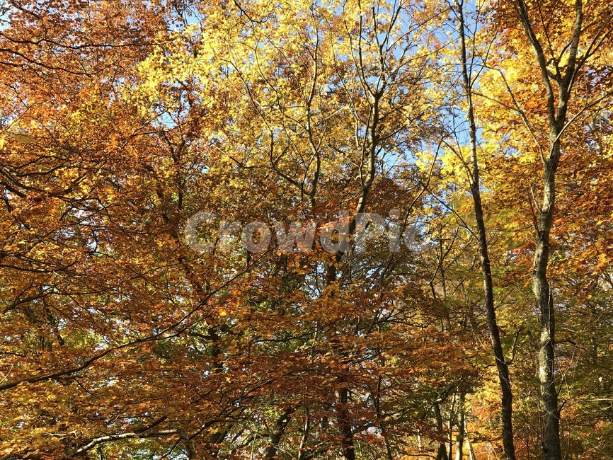 tree,나무,단풍,maple,가을,fall,atumn,yellowleaves,낙엽,가을,계절,fall,autumn,season,식물,자연,plants,nature,나무,trees,wood,plant,tree trunk,나무 줄기