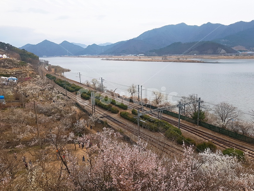 벚꽃,나무,산,자연,청도,기찻길