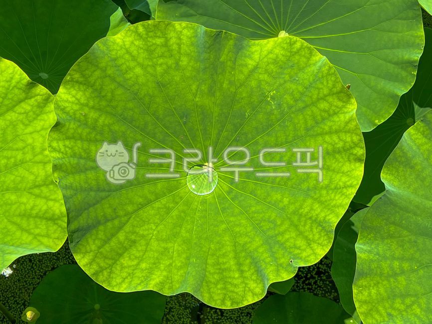water drop,lotus leaf,droplet,leaf