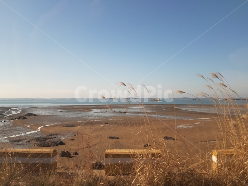 갈대바닷가,겨울바다,물빠진바다,맑은하늘바다,바람부는바다,sea,koreabeach,wintersea,windybeach