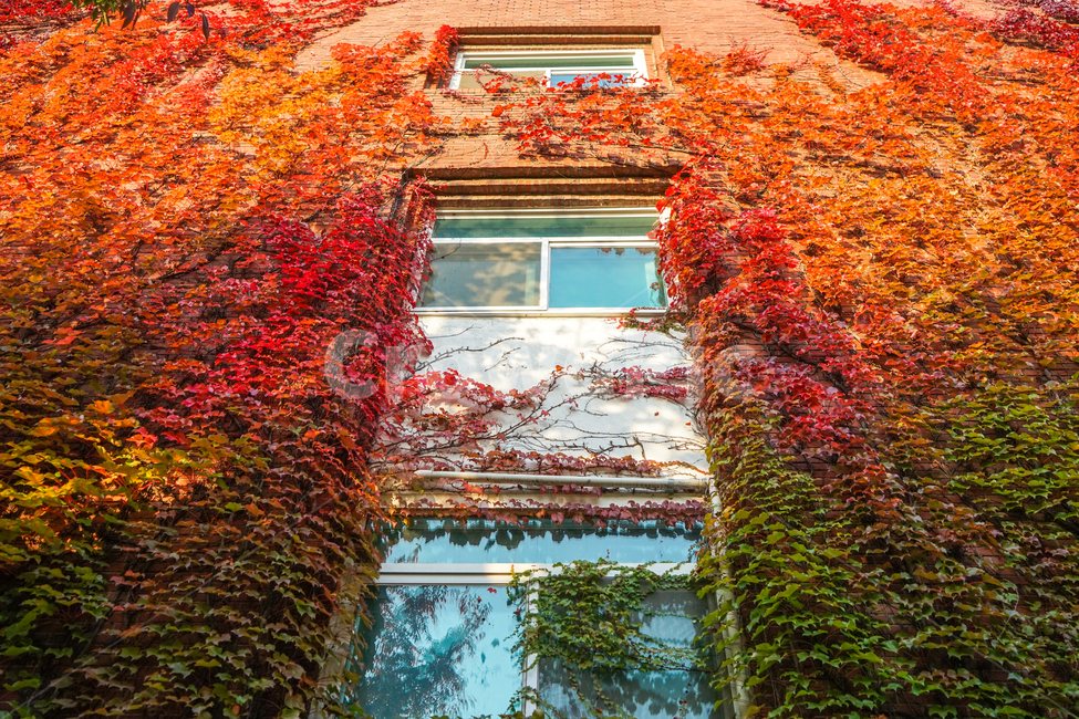담쟁이,넝쿨,아이비,가을,공생,자연,식물,단풍,가을,계절,fall,autumn,season,식물,자연,plants,nature,건축물,건물외관,exterior,building,structure,architecture,construction,plant,leaf,잎