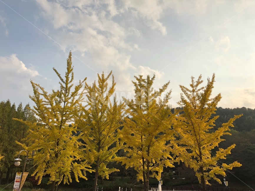 plant,식물,tree,나무,leaf,잎,은행,은행나무,가을,가을하늘,은행잎,한국,korea,가을,계절,fall,autumn,season