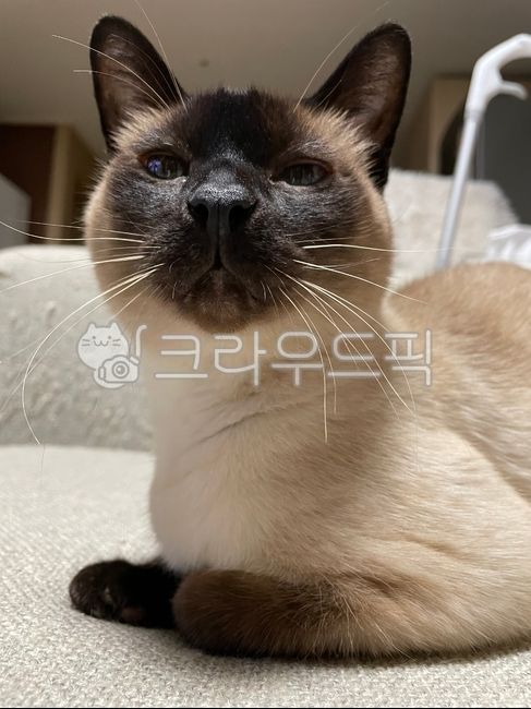 고양이,귀여운고양이,샴고양이,예쁜고양이,애완동물,cat