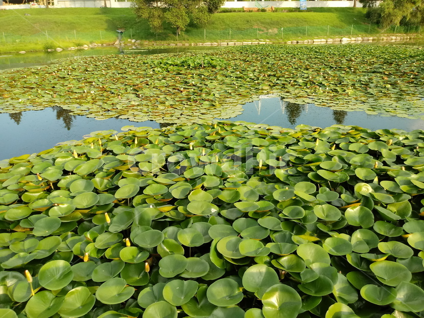 수련,자우련,수생식물,꽃,flower,plant,waterlily,자연,풍경,nature,landscape,식물,lily,백합,blossom