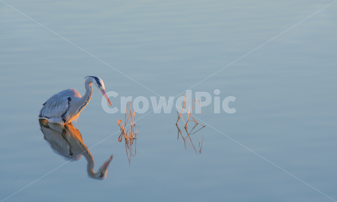 새,동물,두루미,조류,호수,반영,투영,자연,감성,동물,animal,조류,새,birds