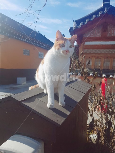 고양이,한옥,전통가옥,전주,한옥마을,냐옹이,냥냥이,cat