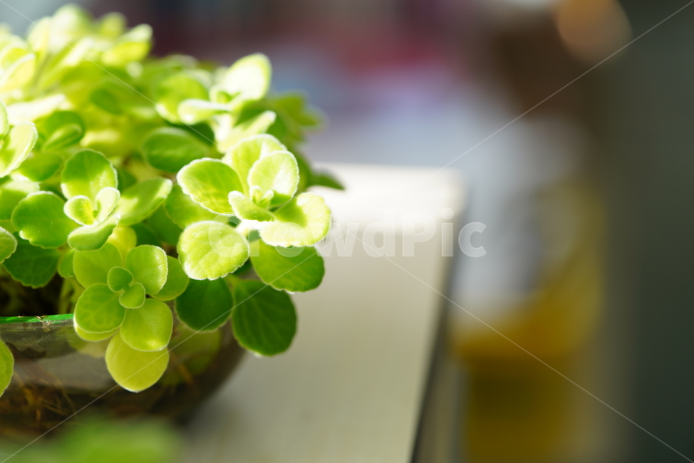 잎,식물,화분,그린,green,환경,생명,생물,감성,색감,녹색,느낌,자연,식물,자연,plants,nature