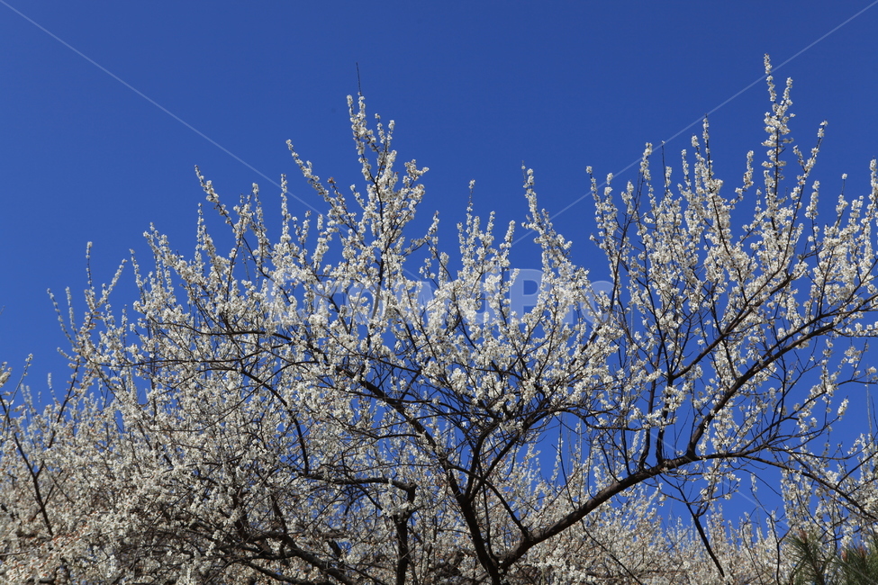 봄,매화,하늘,꽃피는봄,매화꽃,봄,계절,spring,season,식물,자연,plants,nature,나무,trees,wood,outdoors,옥외,ice,빙