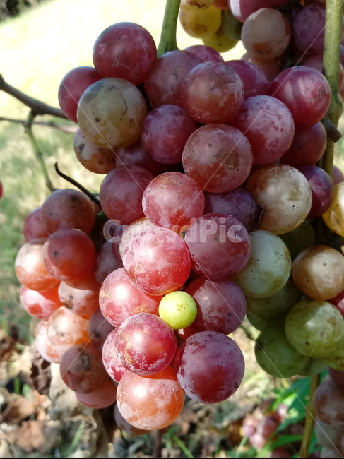 포도,과일,열매,식물,fruit,grapes,plant,과일,열매,fruit
