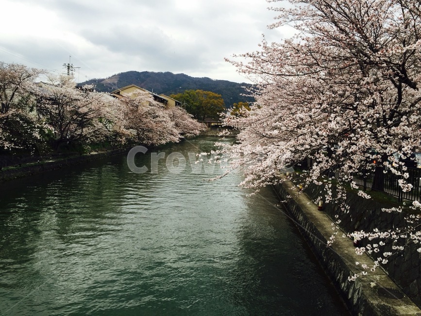 일본,japan,교토,kyoto,아라시야마,arashiyama,벚꽃,cherryblossom,꽃,flower,식물,plant,강,liver