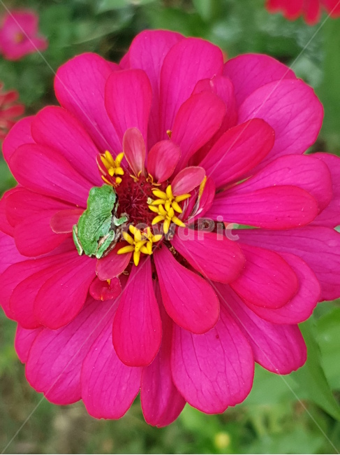 청개구리,개구리,백일홍,꽃,파충류,귀여운,flog,식물,자연,plants,nature,꽃,flower,파충류,양서류,reptile,amphibian
