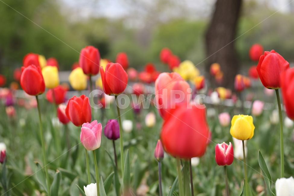 꽃,튤립,봄,공원,자연,풍경,꽃밭,flower,tulips,spring,park,landscape,색깔,colors,봄,계절,spring,season,식물,자연,plants,nature,꽃,flower,plant,blossom