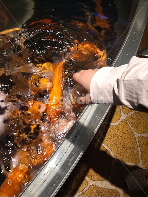 잉어,동물,물고기,밥주기,체험,아쿠아리움,물,생선,먹이주기,실내,민물고기,물고기밥,손,젖병