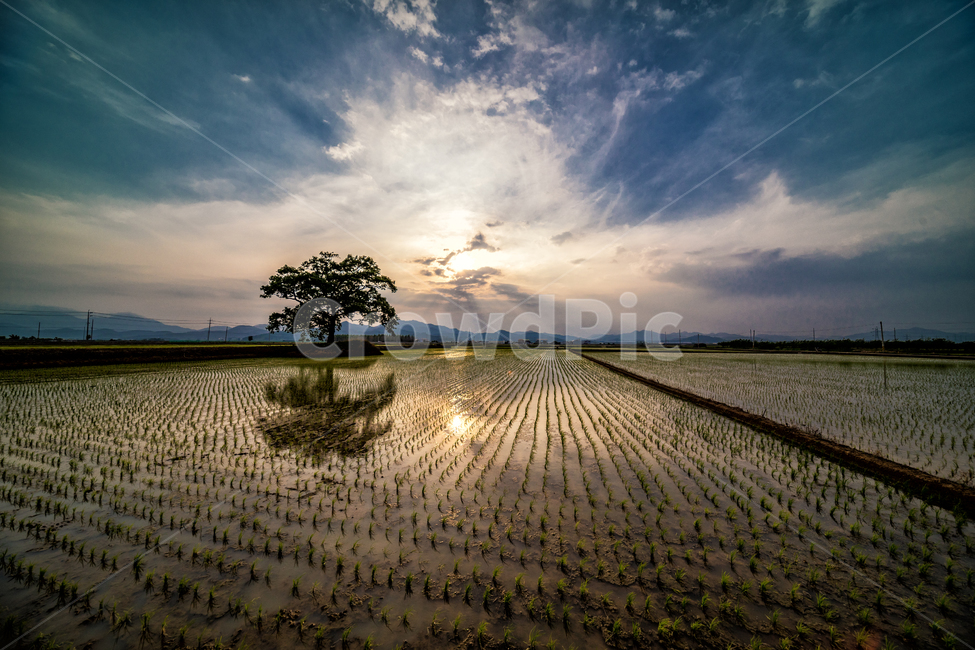나홀로나무,왕따나무,노을,모심기,풍경,산업,industry,industrial,농업,농사,agriculture,farming,farming industry