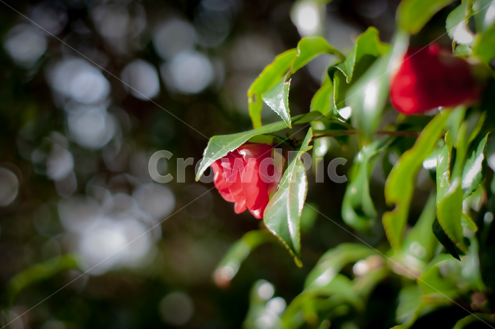 plant,식물,꽃,동백꽃,붉은색,식물,자연,plants,nature,꽃,flower