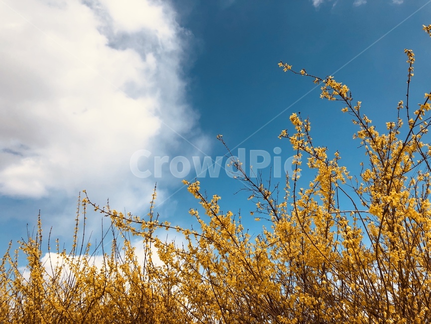 개나리,봄,하늘,파란하늘,하늘배경,개나리배경,개나리꽃,봄,계절,spring,season,자연,풍경,nature,landscape,grass,잔디,plant,식물