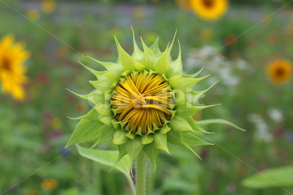 꽃,해바라기,해바라기꽃,식물,속씨식물,여름,식물,자연,plants,nature,꽃,flower