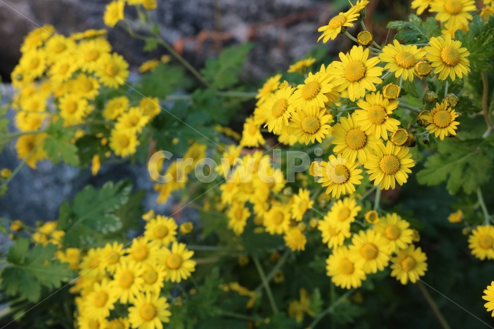 꽃,들꽃,flowers,wildflower,봄꽃