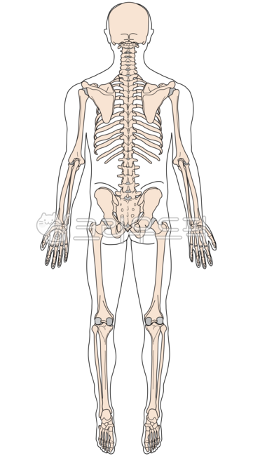 back view,anatomy,medicine,spine,body,medical illustration,leg,head,skeleton,drawing,full body,illustration,skull,Person,ribs