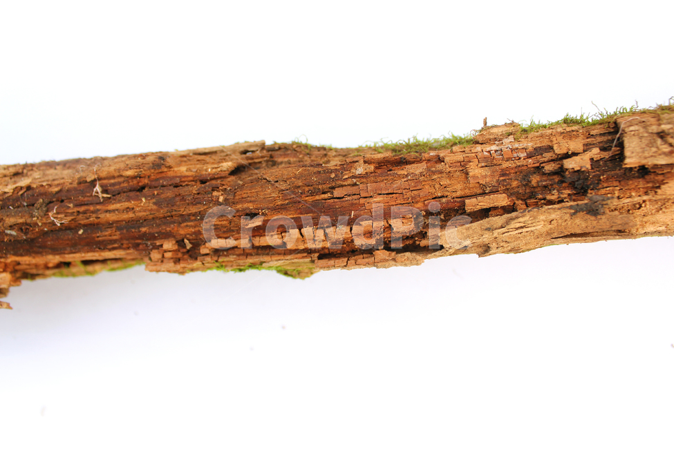 bark,branch,brown,closeup,death,detail,dry,macro,natural,nature,old,piece,plant,texture,textured,tree,wood,wooden,나무,나뭇가지,가지,우드,텍스춰,클로즈업,식물,자연,브라운,갈색,오래된,마른,마른나뭇가지,건조,건조한,뜯긴,뜯어진,죽은,식물,자연,plants,nature,누끼,remove background
