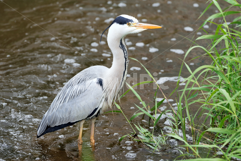 왜가리,새,조류,철새,야생,야생동물,동물,자연,생태,생태계,heron,bird,animal,동물,animal,조류,새,birds